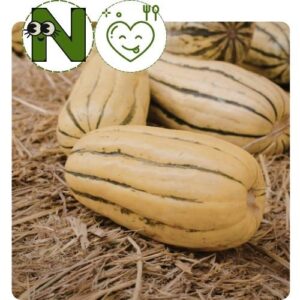 Squash: Bush Delicata (4 inch pot)
