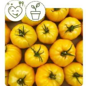 Tomato: Carolina Gold (4 inch pot)