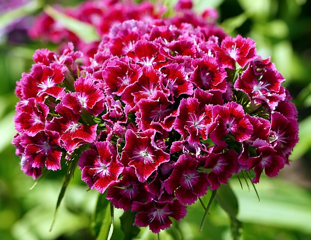 Mini Bouquet: 10 stem Sweet Wiliams