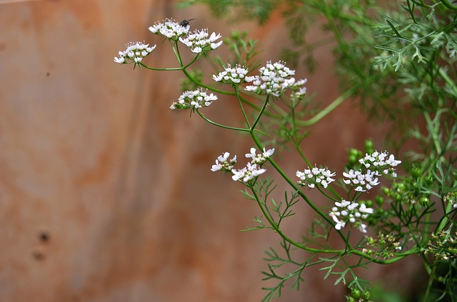 Coriander (flowering cilantro)