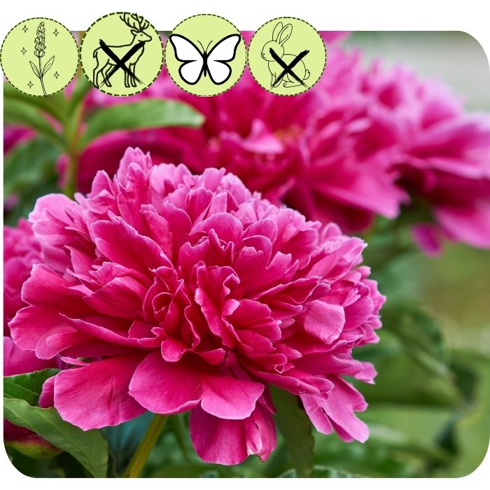 Kansas Peony