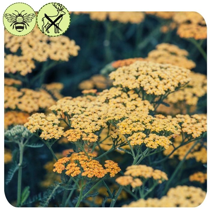 Yarrow- ‘Terra cotta’