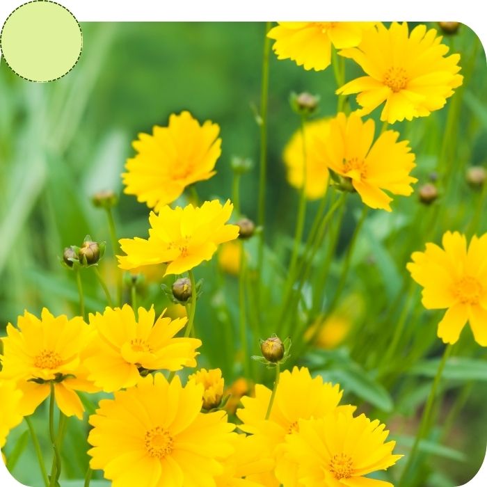 Coreopsis (Tickseed)