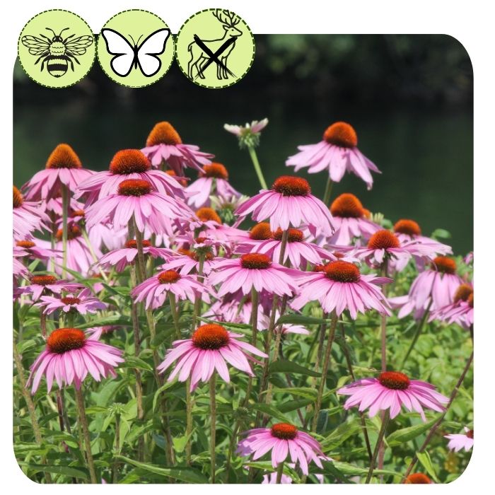 Purple Coneflower