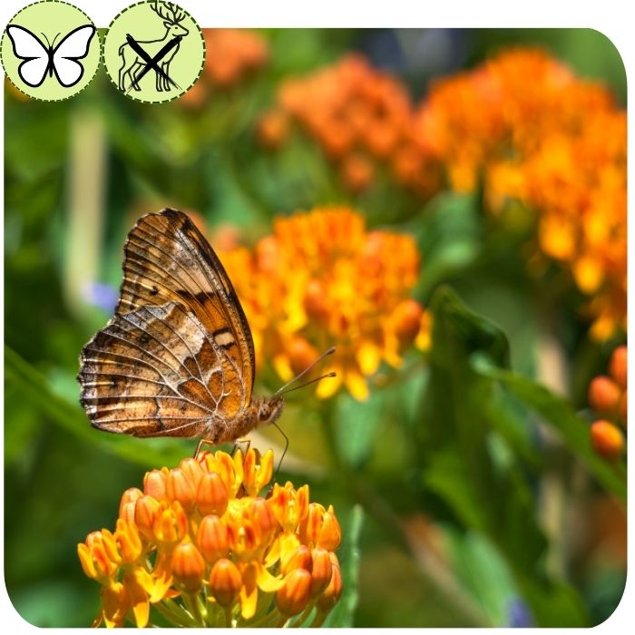 Butterfly Weed