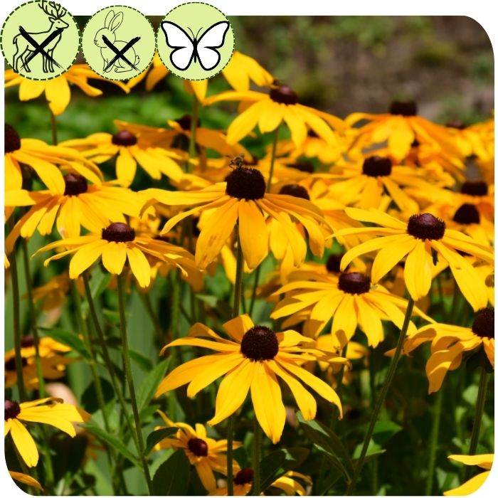 Rudbeckia Goldstrum