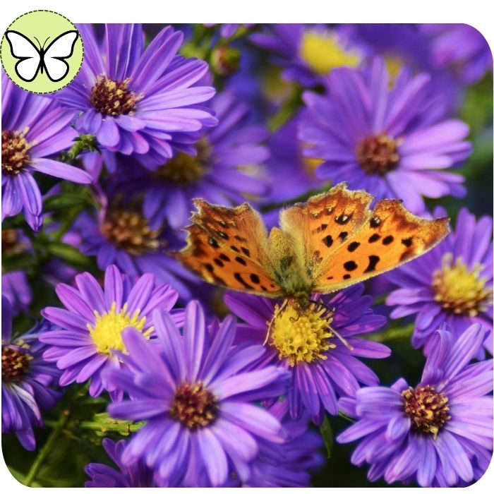 New England Aster ‘Grape Crush’