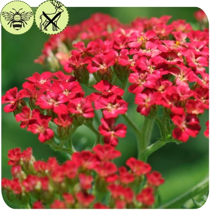 Yarrow- ‘Cassis’