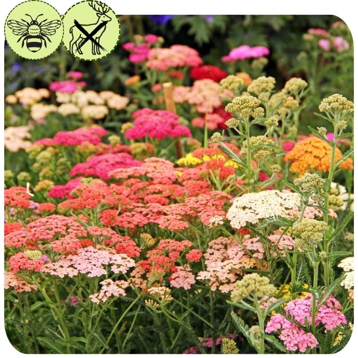 Yarrow-’Colorado’