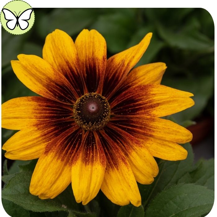 Rudbeckia Hirta-Chocolate Orange