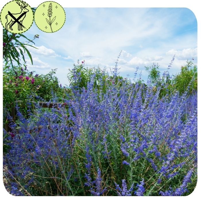 Russian Sage