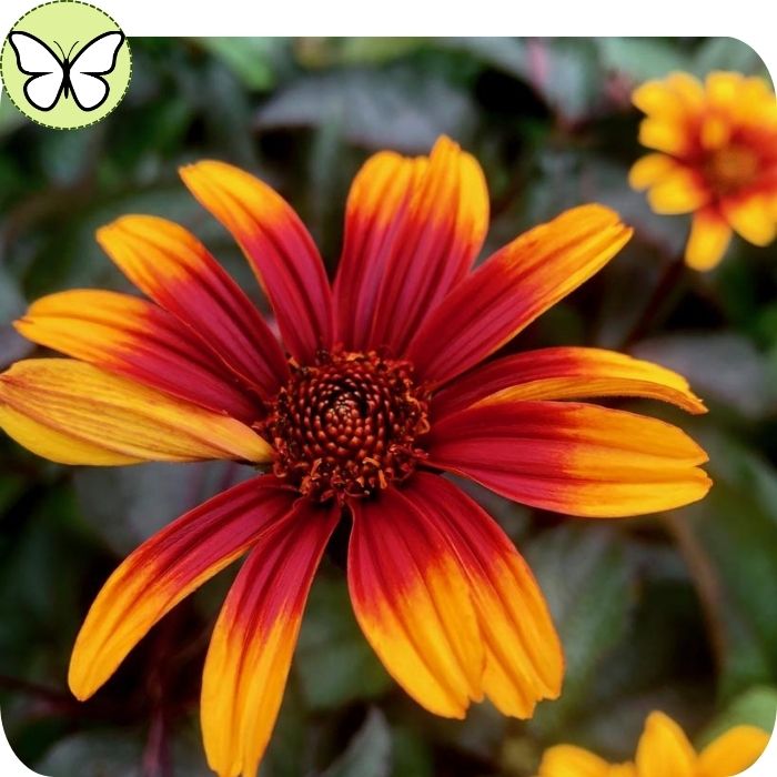 Oxeye Daisy “Burning Hearts”