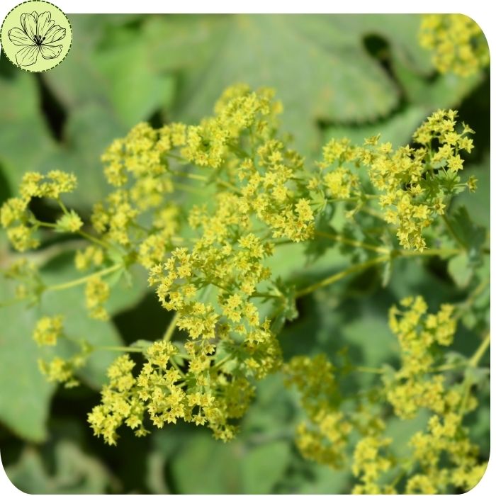 Lady’s Mantle