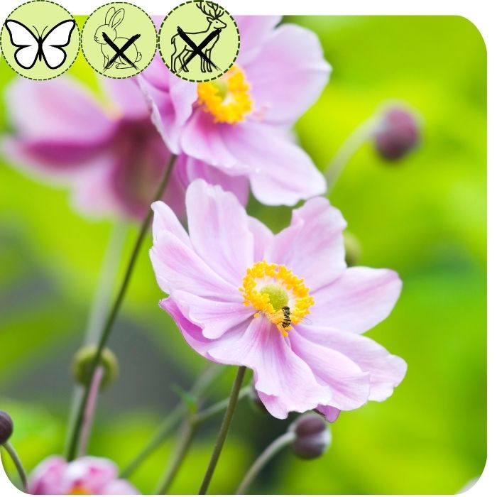 September Charm Japanese Anemone