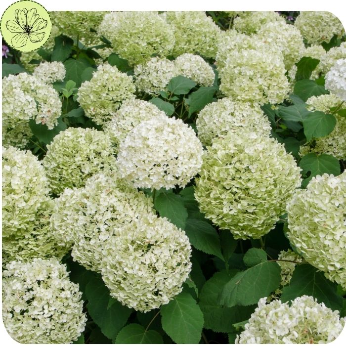 Hydrangea ‘Grin and Tonic’ TM