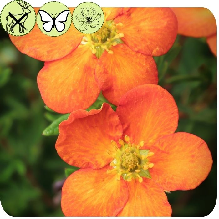 Poentilla – Bella Sol®