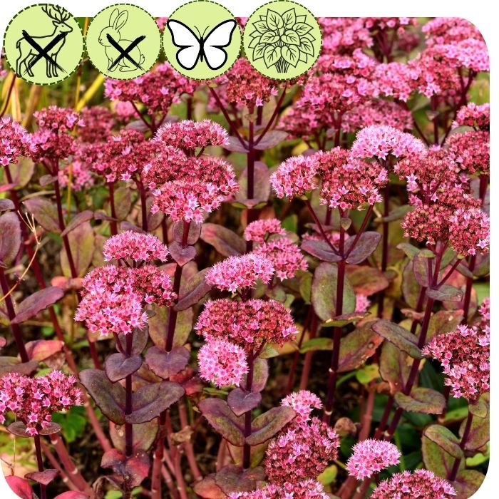 Sedum-Matrona