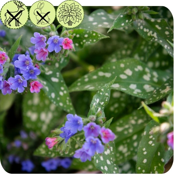 Lungwort ‘Bertram Anderson’