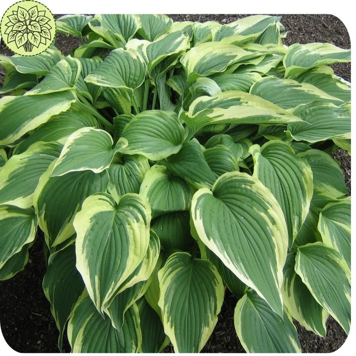 Hosta