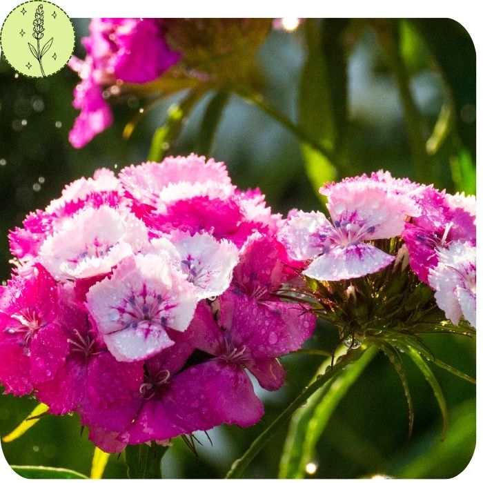 Dianthus ‘Etournelle’ mix