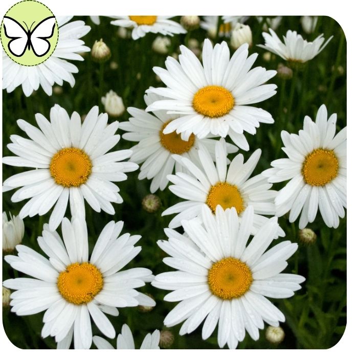 Shasta Daisy