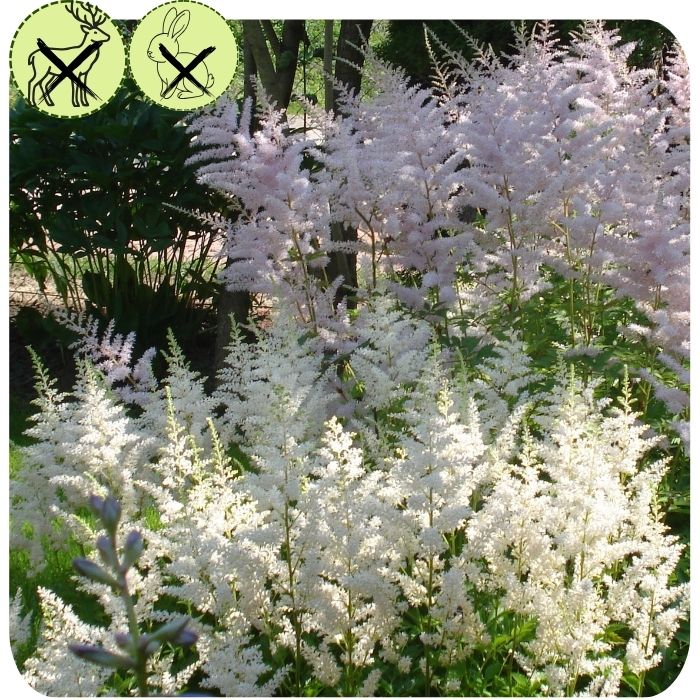 Diamond False Spirea