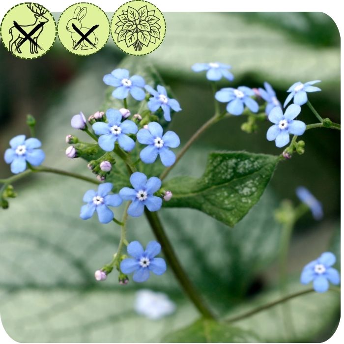 Sterling Silver Siberian Bugloss