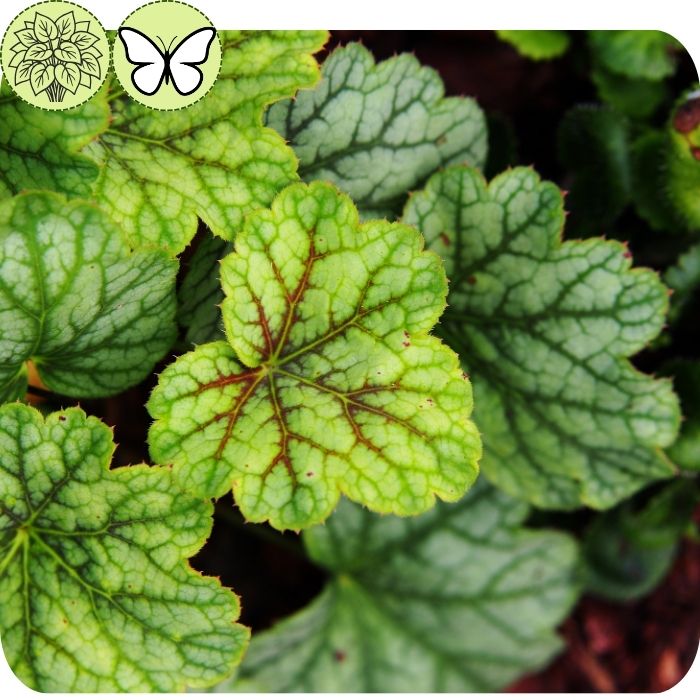 Coral Bells-Green Spice