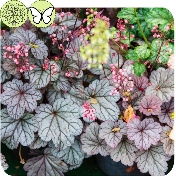 Coral Bells- Silverberry