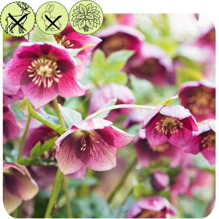 Helleborus ‘Ice n’ Roses ‘Rose’