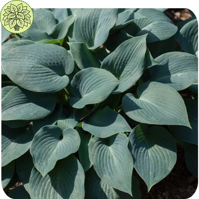Hosta ‘Big Daddy’