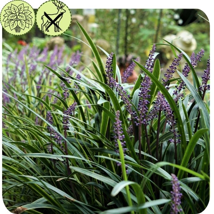 Variegated Lily Turf