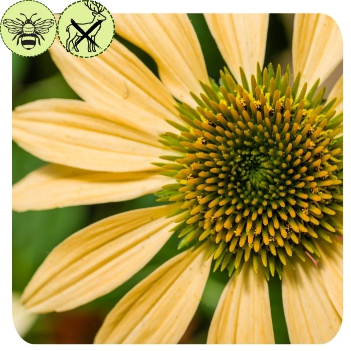 Cone Flower- Popular Yellow