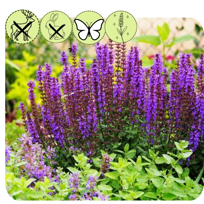 Blue Queen Meadow Sage
