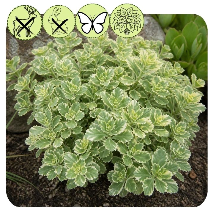 Sedum x ‘Frosted Fire’