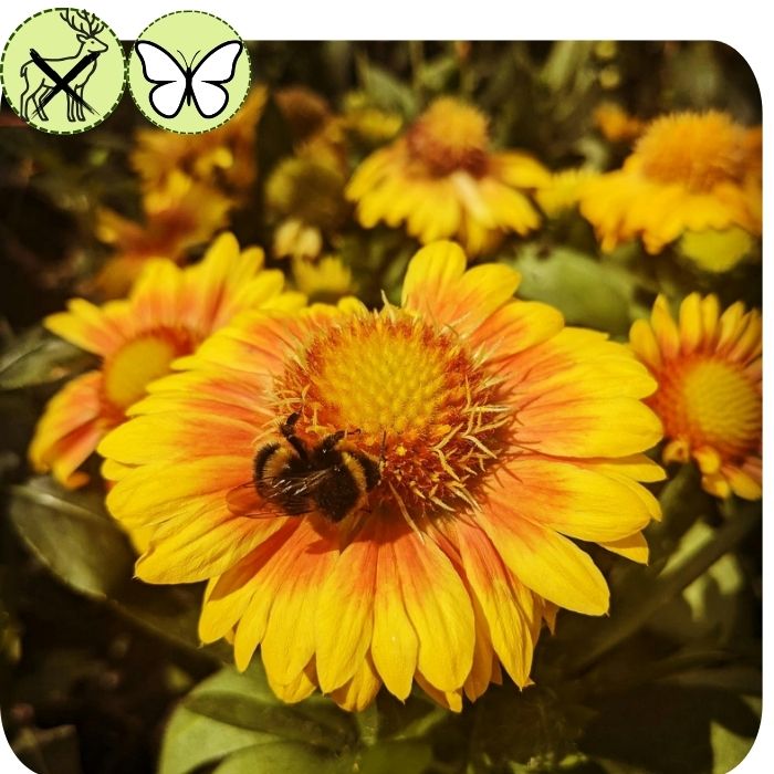 Gaillardia Arizona Apricot