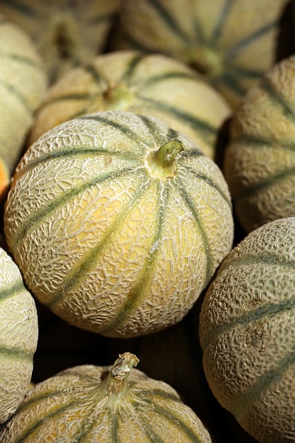 Chantenais Melon (ea)